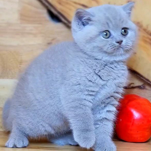 Mèo Anh lông ngắn (ALN) lilac cái 2 tháng tuổi, lông dày màu tím nhạt, mắt tròn, ngồi cạnh quả bóng đỏ