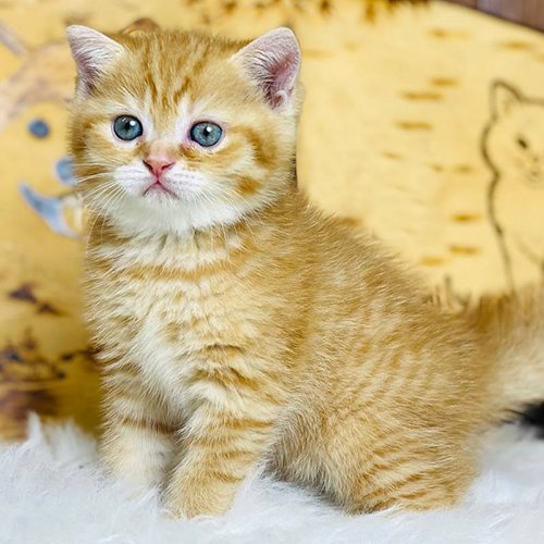 Mèo Anh lông ngắn (ALN) red tabby màu vàng, lông dày, mắt tròn, đứng trên đệm lông trắng