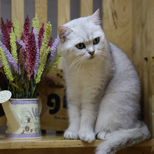Mèo Anh lông ngắn (ALN) silver cái trưởng thành, lông bạc sáng, mắt xanh lục, ngồi trên sàn gỗ cạnh bảng Chạm Pets