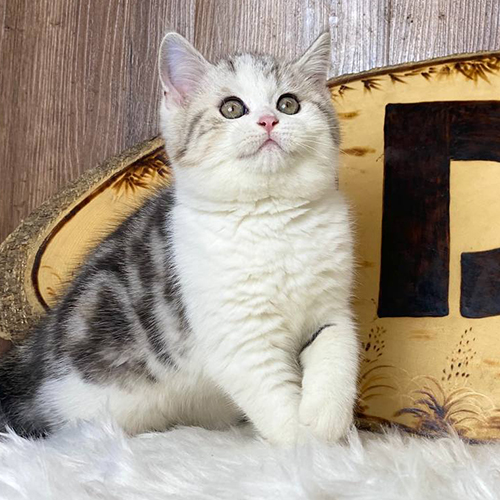 Mèo Anh lông ngắn (ALN) tabby bicolor đực 3 tháng tuổi, lông dày, mắt tròn, ngồi trên đệm lông trắng