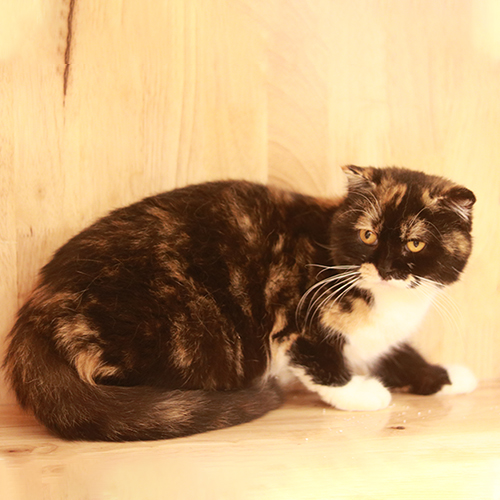 Mèo Anh lông ngắn (ALN) tai cụp tam thể cái trưởng thành, lông tam thể đen nâu trắng, nằm trên nền gỗ