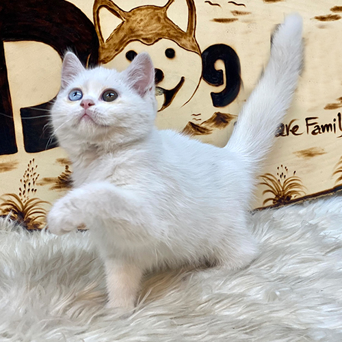 Mèo Anh lông ngắn (ALN) trắng mắt 2 màu, một mắt xanh một mắt vàng, lông dày trắng, đang đứng trên thảm lông trắng