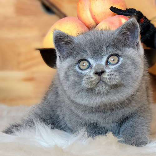 Mèo Anh lông ngắn (ALN) xám xanh đực 2 tháng tuổi, lông dày, mắt tròn, đứng trên đệm lông trắng
