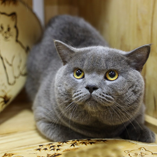 Mèo Anh lông ngắn (ALN) xám xanh đực trưởng thành, mặt bánh bao, mắt vàng, lông dày màu xám xanh, nằm thấp quan sát