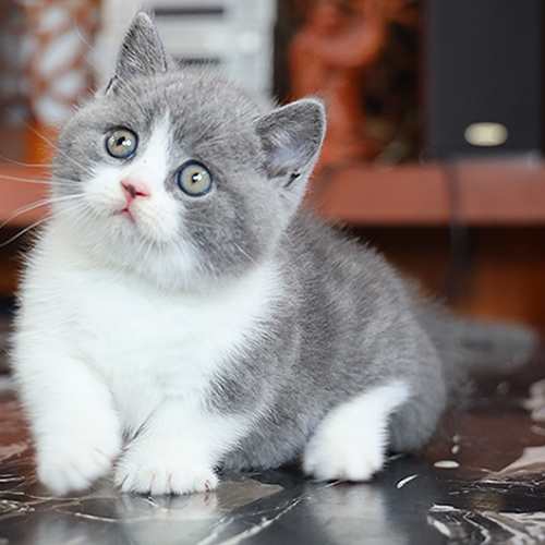 Mèo cảnh: mèo Anh lông ngắn bicolor xám trắng đực 2 tháng tuổi