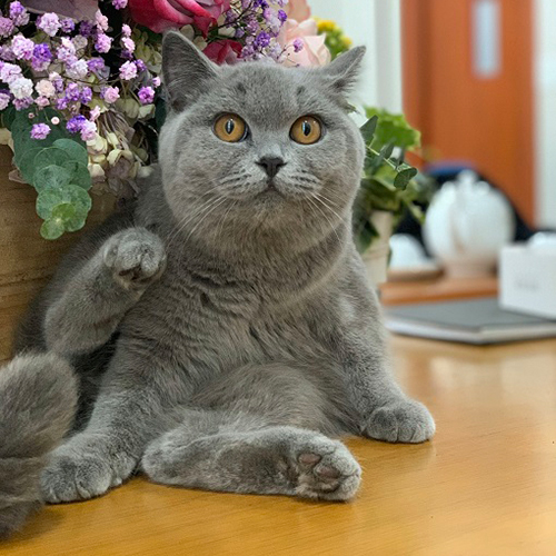 Chọn phiên bản mèo cảnh phù hợp: mèo Anh lông ngắn đực trưởng thành xám xanh (ảnh thật)