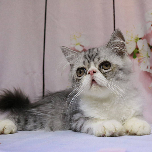 Mèo Ba Tư (34) tabby bicolor 2 tháng tuổi (ảnh thật)