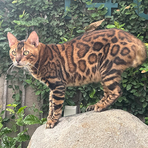 Mèo Bengal đực trưởng thành vân hình trái tim độc đáo (lông ngắn)