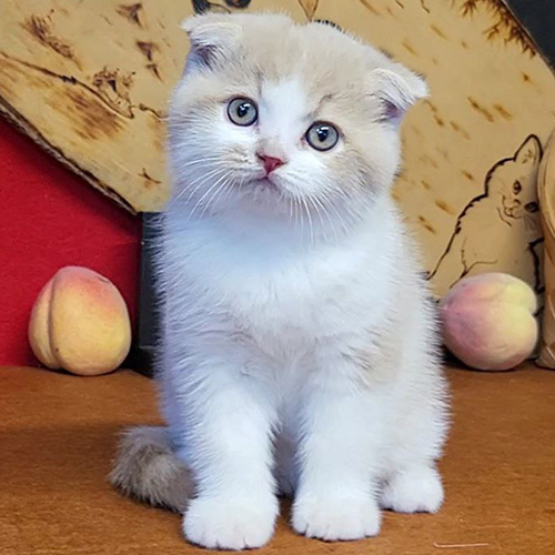Mèo tai cụp Scottish Fold hồng phấn bicolor 2 tháng tuổi, mặt tròn mắt xanh