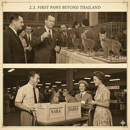 Mèo Korat xuất hiện trong các triển lãm mèo đầu thế kỷ 20 và những cá thể đầu tiên rời Thái Lan