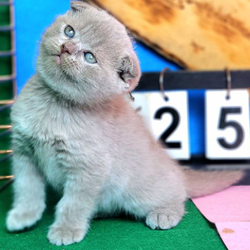 Mèo Lilac tai cụp Scottish Fold 2 tháng tuổi, lông dày mắt sáng