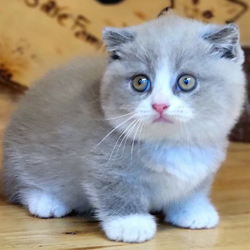 Mèo Munchkin chân ngắn bicolor lilac trắng, mũi hồng, ảnh thật tại Chạm Pets