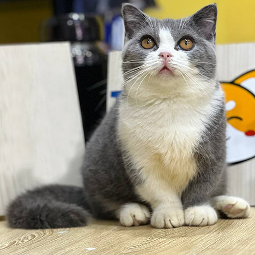 Mèo Munchkin chân ngắn bicolor xám trắng đực 10 tháng tuổi, ảnh thật tại Chạm Pets