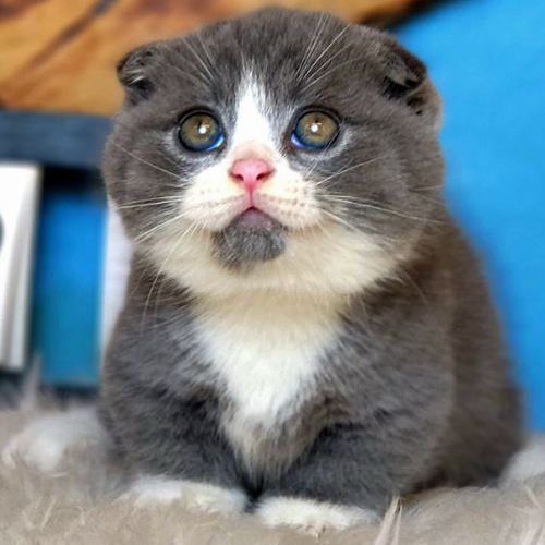 Mèo Munchkin chân ngắn bicolor xám trắng tai cụp, mũi hồng, ảnh thật tại Chạm Pets