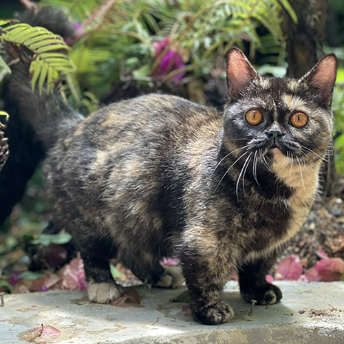 Mèo Munchkin chân ngắn đồi mồi (tortie) cái trưởng thành 12 tháng, ảnh thật tại Chạm Pets