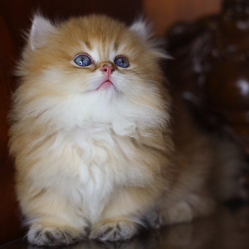Mèo Munchkin chân ngắn lông dài màu golden, mặt xinh, ảnh thật tại Chạm Pets