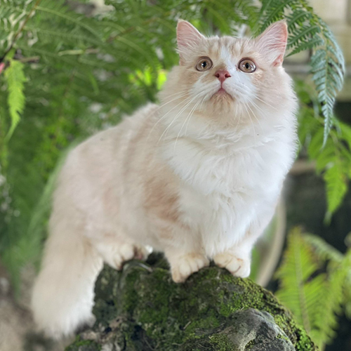 Mèo Munchkin chân ngắn lông dài hồng phấn cái 1 tuổi, ảnh thật tại Chạm Pets