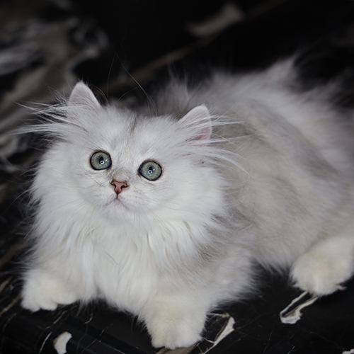 Mèo Munchkin chân ngắn lông dài màu silver cái, mắt xanh, ảnh thật tại Chạm Pets