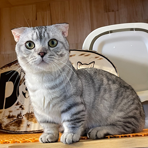 Mèo Munchkin chân ngắn silver tabby trưởng thành đực giống, ảnh thật tại Chạm Pets