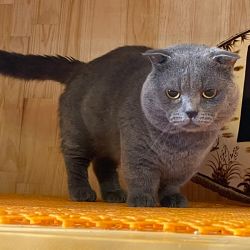 Mèo Munchkin chân ngắn màu xám xanh đực giống trưởng thành, ảnh thật tại Chạm Pets