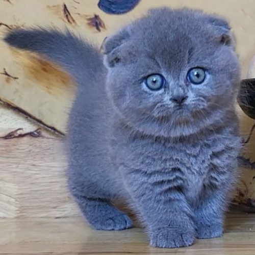 Mèo Munchkin chân ngắn màu xám xanh tai cụp cái, mắt xanh, ảnh thật tại Chạm Pets