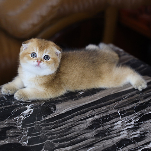 Mèo Munchkin fold chân ngắn tai cụp màu golden đực, ảnh thật tại Chạm Pets