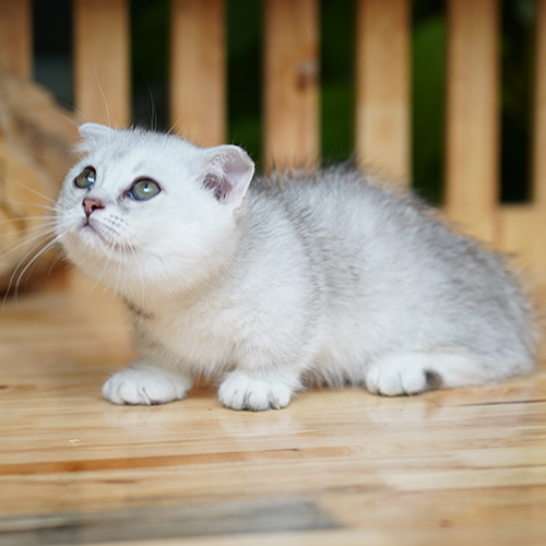 Mèo Munchkin Fold chân ngắn tai cụp màu silver đực 2 tháng tuổi, ảnh thật tại Chạm Pets