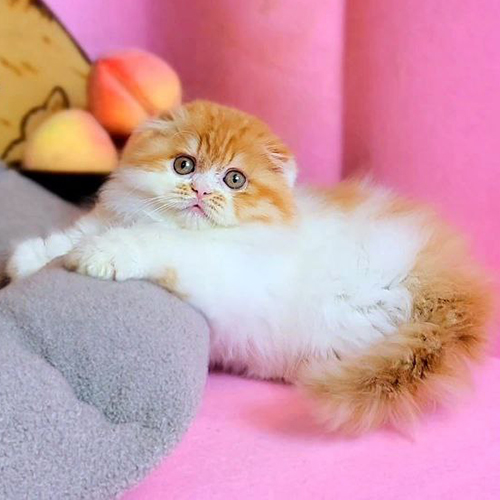 Mèo Munchkin Fold tai cụp chân ngắn red tabby bicolor vàng trắng 2 tháng tuổi, mặt tròn