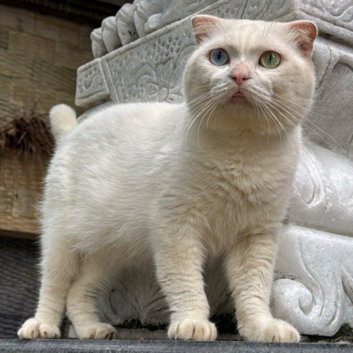 Mèo Scottish tai cụp lửng màu hồng phấn trưởng thành đực, mắt 2 màu nổi bật