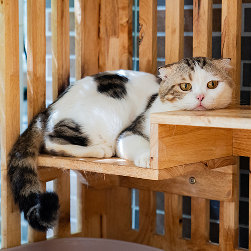 Mèo Scottish Fold tai cụp trưởng thành bicolor tabby trắng nâu, mắt vàng nằm thư giãn