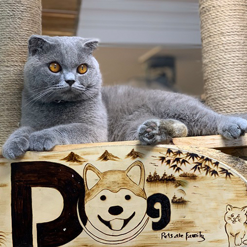 Mèo Scottish Fold tai cụp xám xanh trưởng thành nằm thư giãn, mắt vàng nổi bật