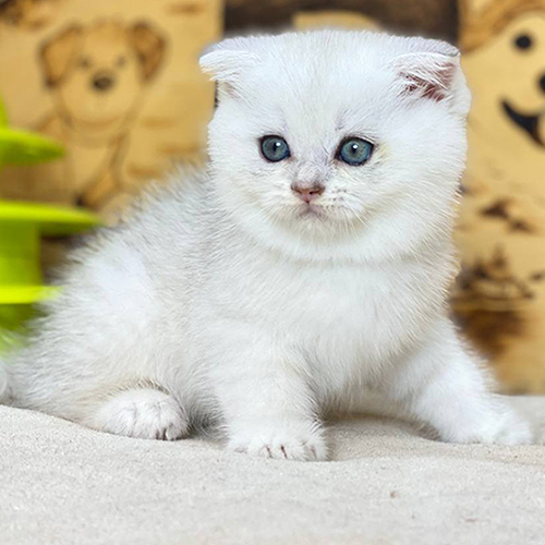 Mèo Scottish Fold màu silver tai cụp lửng 2 tháng tuổi, mắt tròn mặt sáng