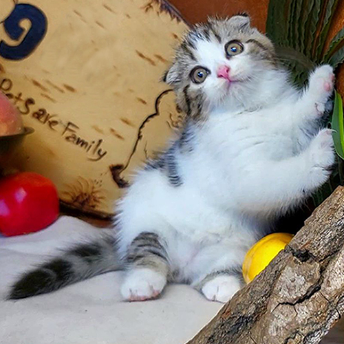 Mèo Scottish Fold tabby bicolor tai cụp 2 tháng tuổi, mặt tròn mắt sáng