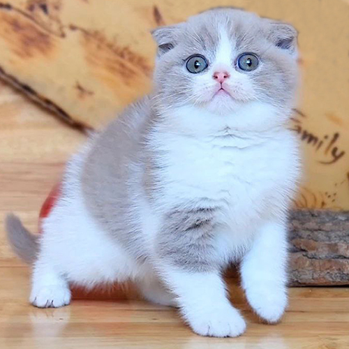 Mèo tai cụp Scottish Fold bicolor lilac 2 tháng tuổi, mặt tròn mắt sáng