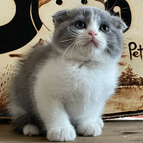 Mèo tai cụp Scottish Fold bicolor xám trắng đang sẵn, tai cụp gọn mặt tròn