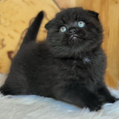 Mèo tai cụp Scottish Fold màu đen 2 tháng tuổi, tai cụp gọn mắt tròn