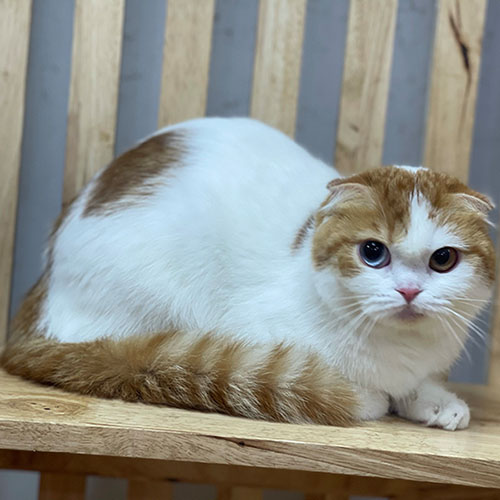 Mèo Scottish Fold tai cụp harlequin đỏ tabby trắng mắt 2 màu, mèo cái trưởng thành