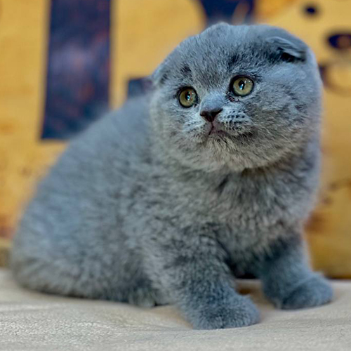 Mèo tai cụp Scottish Fold màu xám tro 2 tháng tuổi, tai cụp gọn dáng đứng lanh lợi