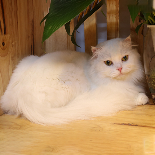 Mèo trắng lông dài trưởng thành nằm thư giãn, lông bồng mịn trong không gian gỗ