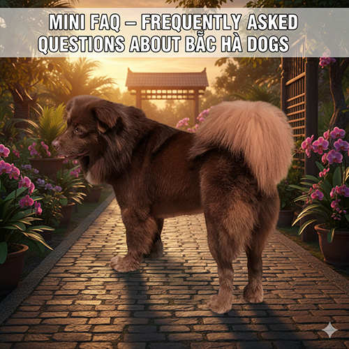 Mini FAQ về chó Bắc Hà xù với các câu hỏi phổ biến khi nuôi giống chó bản địa
