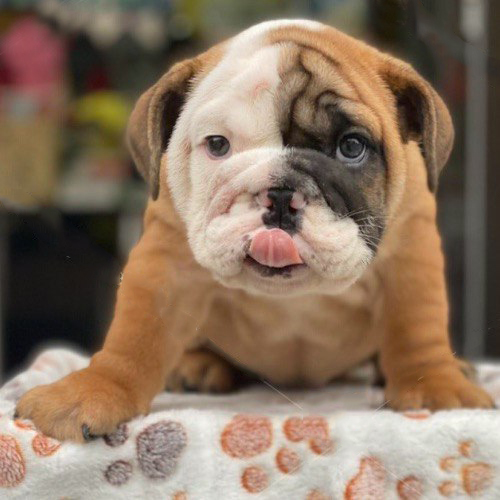 Mua bán chó Bulldog Anh – Mặt xệ, video thật