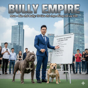 Mua bán chó Bully và 10 tiêu chí chọn nơi uy tín với hình huấn luyện viên và hai chú Bully