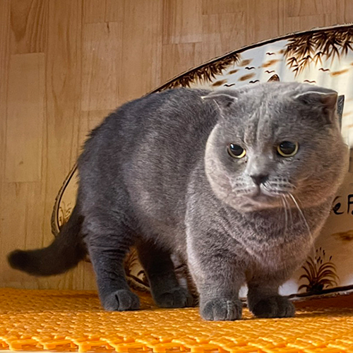 Mèo Munchkin chân ngắn tai cụp lửng trưởng thành đực giống (ảnh thật)