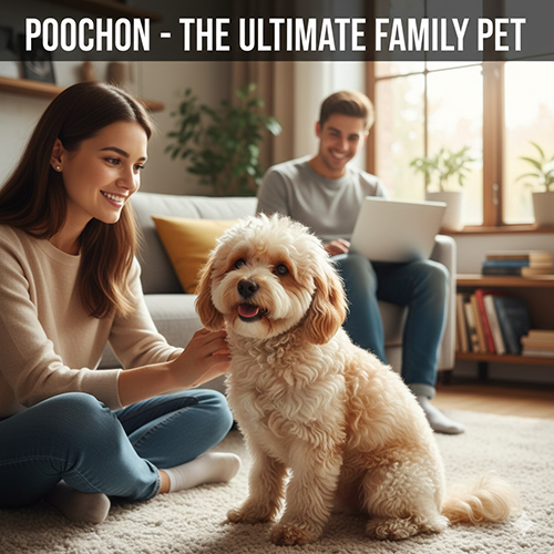 anh-cho-poochon-bichon-lai-poodle-trong-gia-dinh