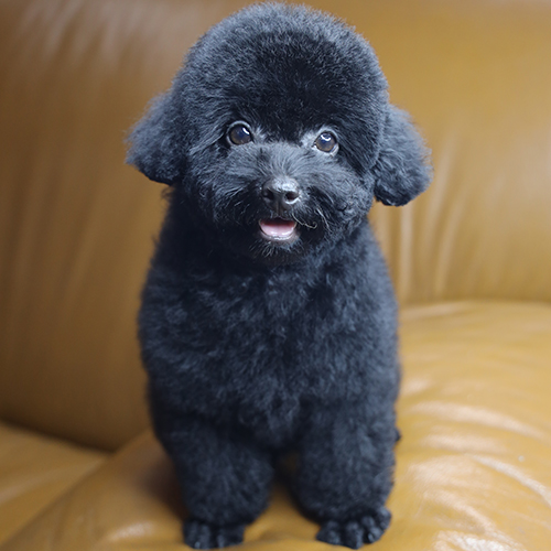 Chó Poodle đen tuyền ngồi trên ghế da, lông xoăn bông, mắt tròn sáng và biểu cảm thân thiện