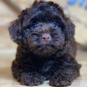 Poodle nâu socola nằm nhìn camera, lông xoăn bông màu socola đậm, mắt tròn và mặt baby