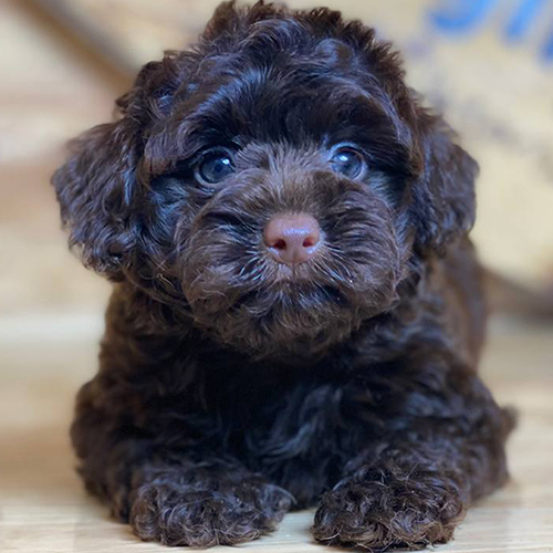 Poodle nâu socola nằm nhìn camera, lông xoăn bông màu socola đậm, mắt tròn và mặt baby