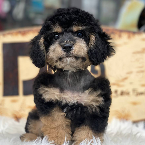 Poodle Phantom màu đen pha nâu độc lạ ngồi tạo dáng, mặt baby, lông xoăn và mảng màu tương phản rõ