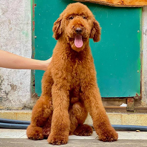 Chó Poodle Standard nâu đỏ 3 tháng tuổi ngồi tạo dáng, lông xoăn dày, thân cao và chân dài khỏe mạnh