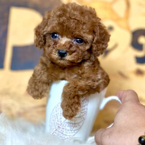 Poodle Teacup nâu đỏ siêu nhỏ ngồi trong ly, lông xoăn bông, mắt tròn sáng và mặt baby